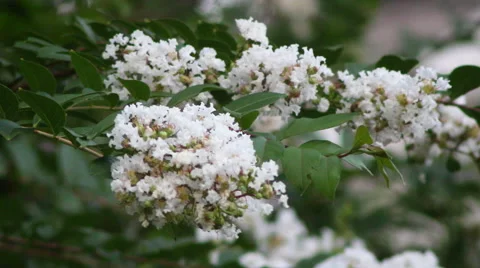 White Flowers Stock Footage 47278130