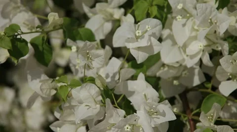 White flowers Stock Footage 48992944
