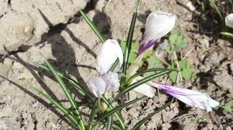 White Flowers Stock-Footage 49076535