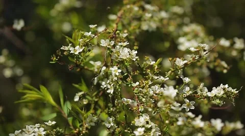White Flowers Stock Footage 51891898