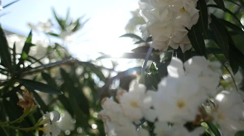 White flowers Video stock 58101434