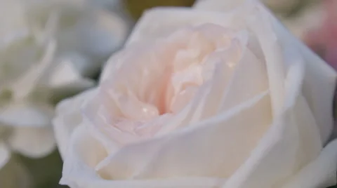 White Flowers Stock Footage 60052649