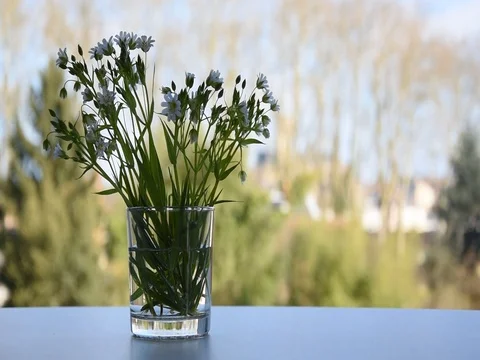 White flowers Stock Footage 73377709