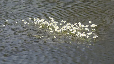 White flowers Stock Footage 73575595