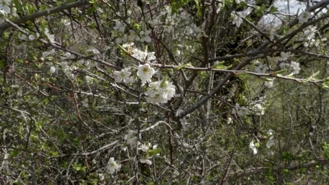 White flowers Video stock 75761353