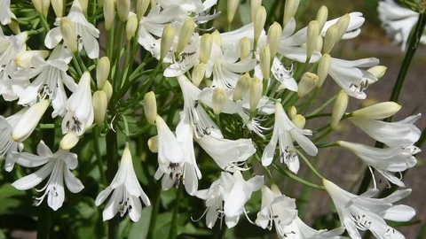 White flowers Stock Footage 77427188