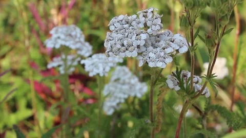 White Flowers Stock Footage 81830510