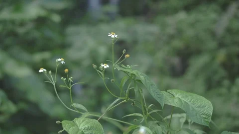 White Flowers 스톡 동영상 82172731