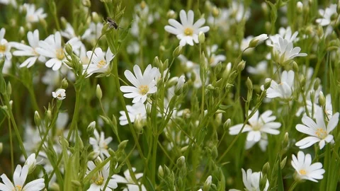 White flowers Stock Footage 88353994