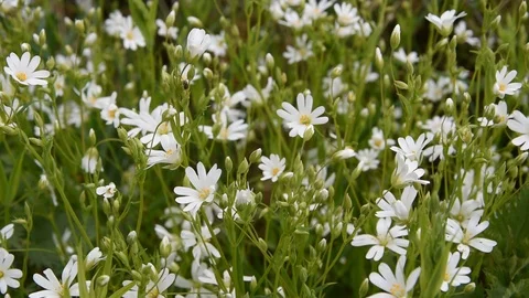 White flowers Stock Footage 88354291