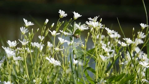 White flowers Stock Footage 88835627