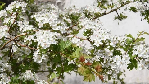 White flowers Stock Footage 89215726