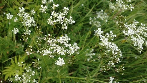White Flowers Vídeo Stock 97272212