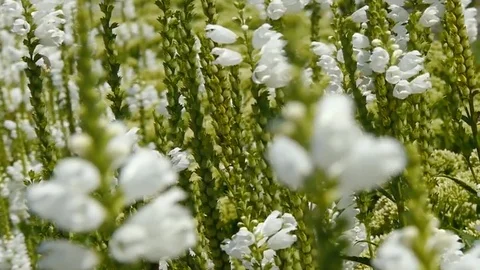White flowers Stock Footage 103384223