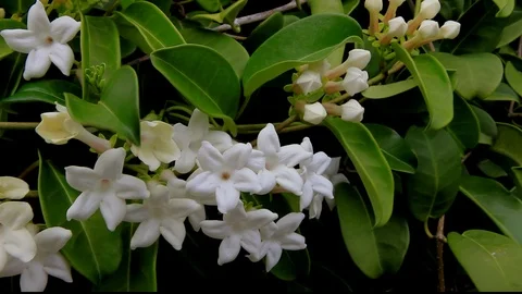 White Flowers Stock Footage 104284296