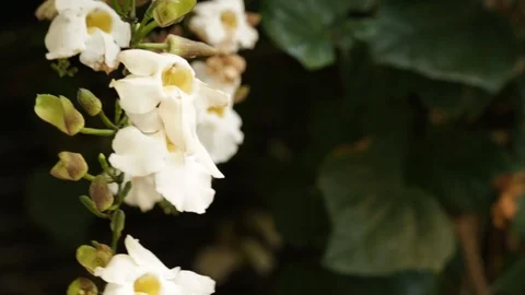 White flowers Stock Footage 104782436