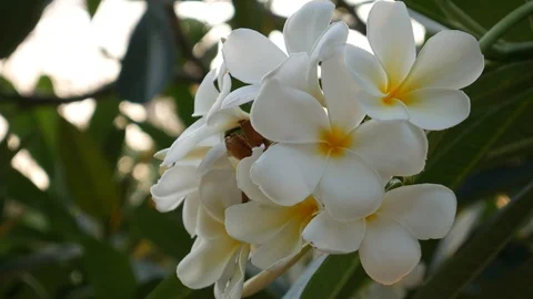 White flowers Stock Footage 104810318