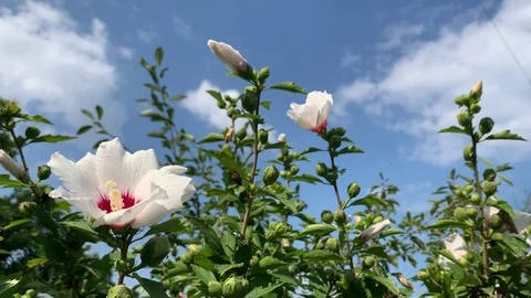 White flowers Stock Footage 113781609