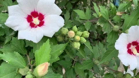White flowers Stock Footage 113781813