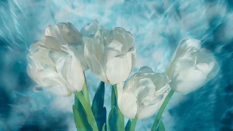 White flowers Vídeo Stock 117337548