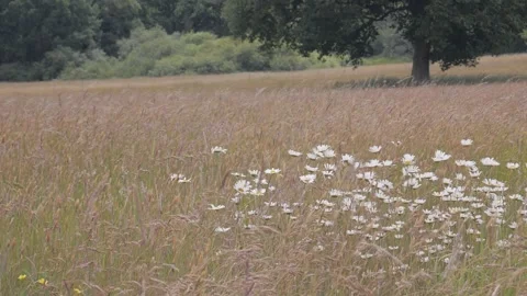 White flowers Vídeos de archivo 132748018