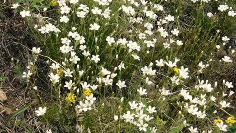 White flowers Stock Footage 134332863