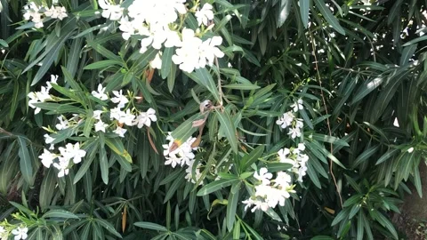 WHITE FLOWERS Stock Footage 135030919