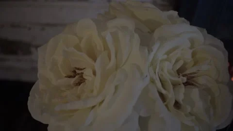 White Flowers Stock Footage 144190501