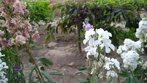 White flowers Stock Footage 151300166