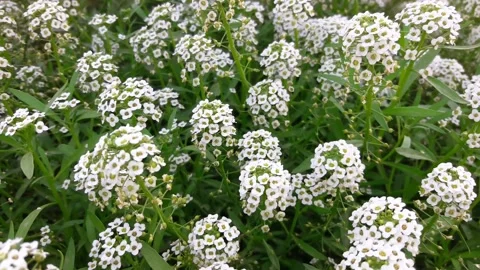 White flowers Stock Footage 155348026