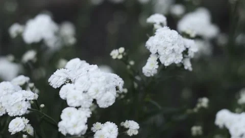 White flowers Stock Footage 155959855