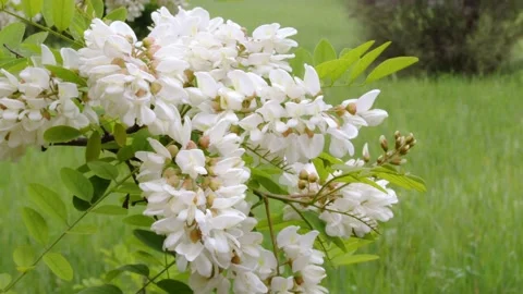 White Flowers Video stock 191469594