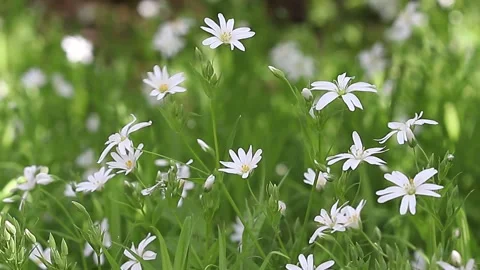 White flowers. Stock Footage 196185311