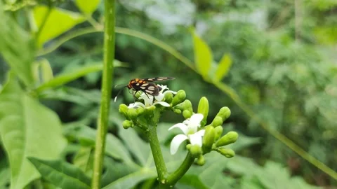 White flowers Stock Footage 218108271