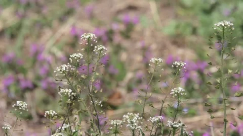 White flowers Stock Footage 235170919