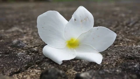 White flowers Stock-Footage 235924072