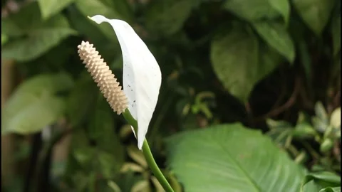 White flowers. Stock Footage 247841179