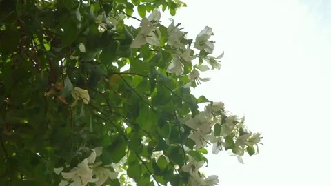 White flowers Stock Footage 250504463