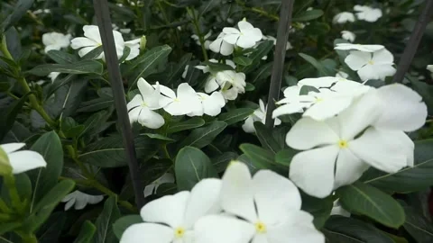 White flowers Stock Footage 251327235