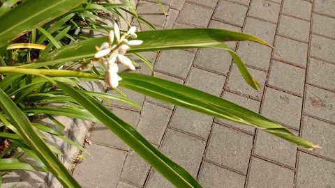 White flowers Stock Footage 280564607