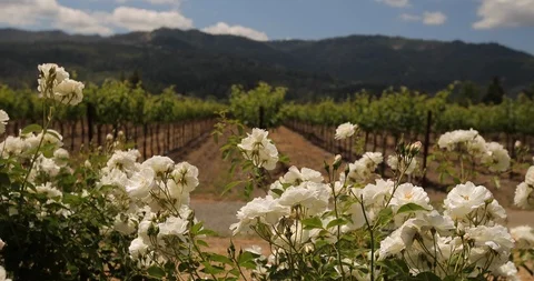White flowers in foreground with vineyard in background A Stock Footage 109659519