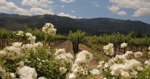 White flowers in foreground with vineyard in background C Stock Footage 109660750