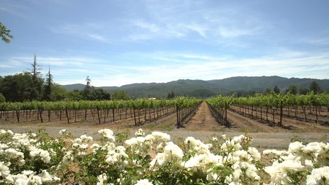 White flowers in foreground with vineyard in background D Stock Footage 109662093