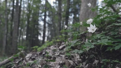 White flowers in the forest Stock Footage 80002169