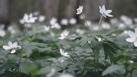 White flowers in the forest Stock Footage 80002266