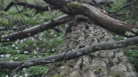 White flowers in the forest Stock Footage 80002285