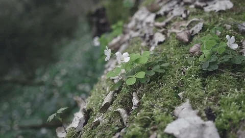 White flowers in the forest Stock Footage 80002376