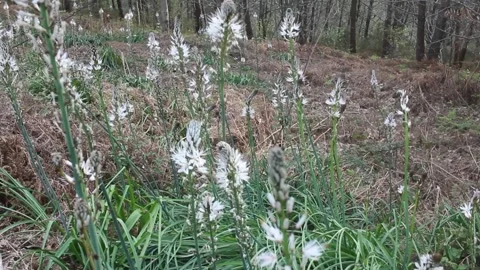 White flowers in the forest Stock Footage 255210455