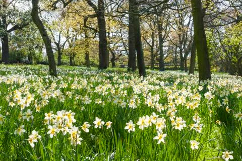 White flowers in the forest Stock Photos