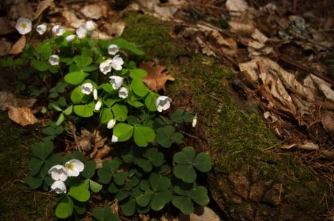 White flowers in the forest Stock Photos